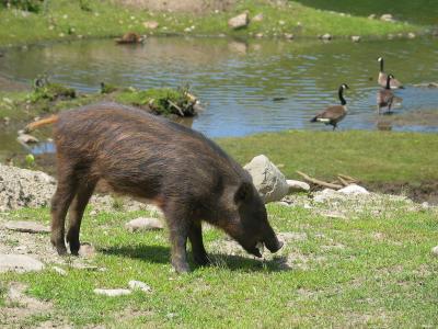 Parc_Omega_41.JPG