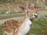 Parc_Omega_7.JPG