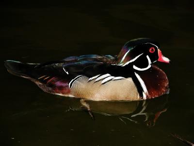 Duck