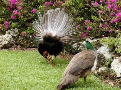 Peacock Strut Rear