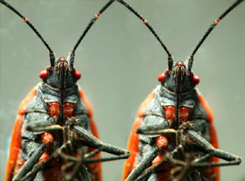 macro_stereophotos_3d