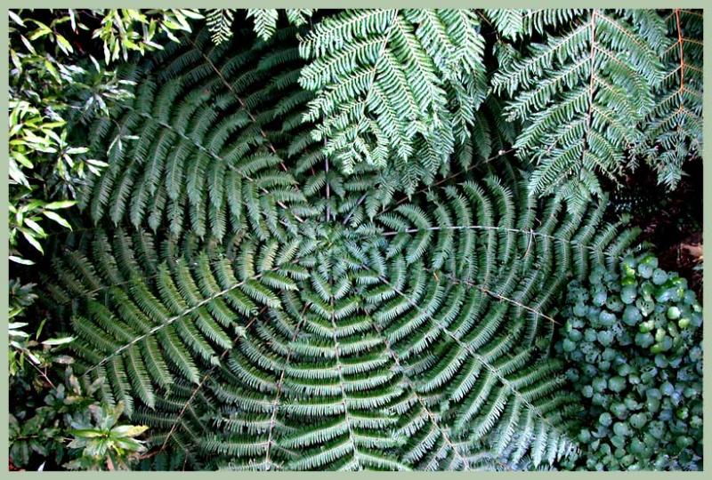 4 June 04 - Fern Top