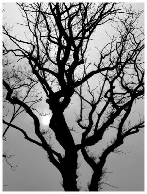30 May 04 - Silhouette Tree