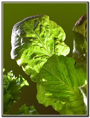 u46/philinnz/medium/29792365.lettucefcb.jpg