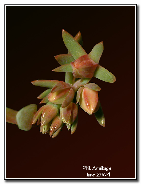 1 June 04 - FCAS Submission #3