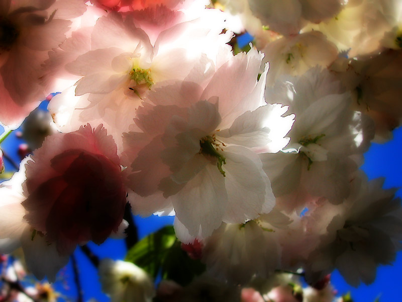 18 Oct 04 - Todays Blossom