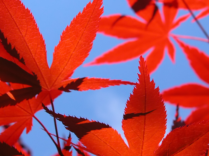 19 Oct 04 - Japanese Maple