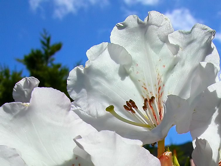 1 Nov 04 - Azaleas worshipping sun