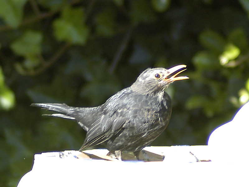 18 Feb 05 - Bird Bath 2