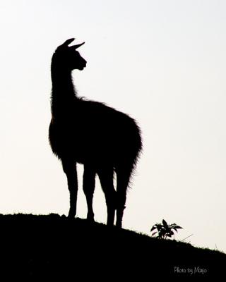 My Neighbor's Llama