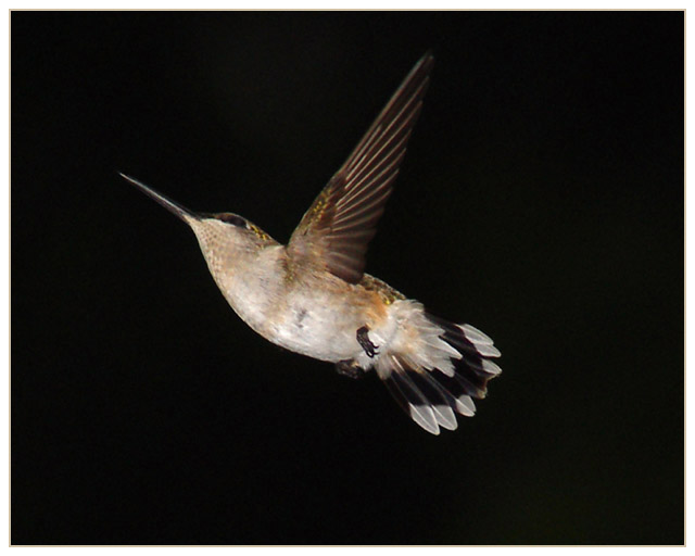 Night Flight