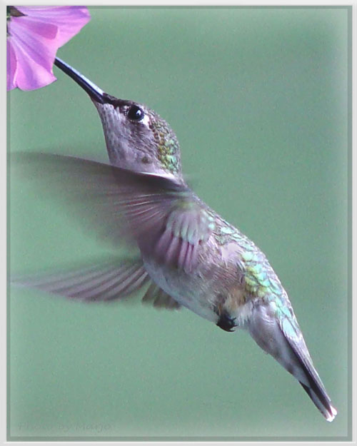 The Hummmingbird