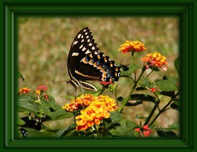 Palamedes Swallowtail on Lantana
