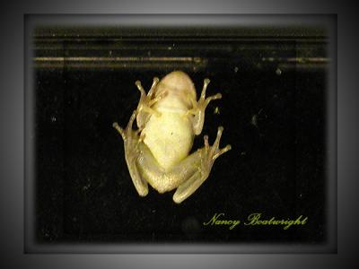 A little Tree Frog on my window from the inside