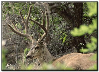 deer resting 2907.jpg