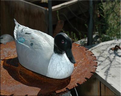 8x10 duck_3631.jpg