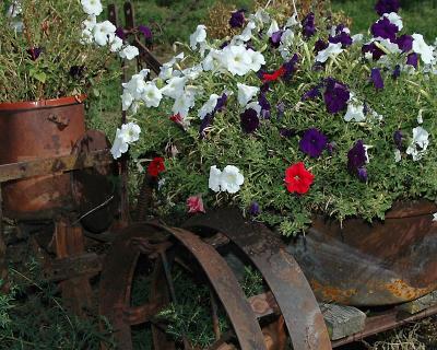 8x10 flowers 3642.jpg