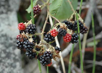 Yummmm....blackberries....