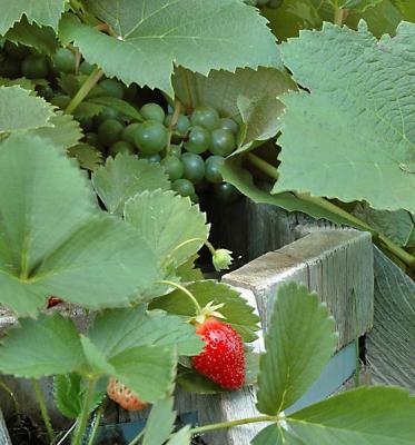 Fruits & Veggies
