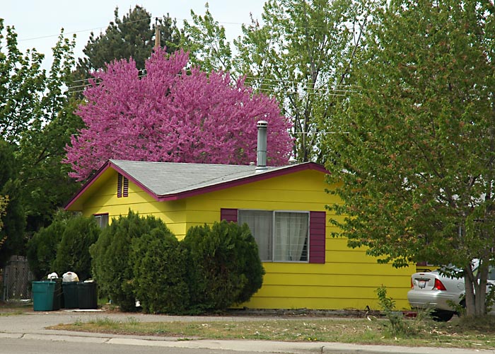 colorful house_0048.jpg
