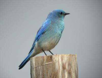 Mountain Bluebird 0404-5j  Umtanum Road