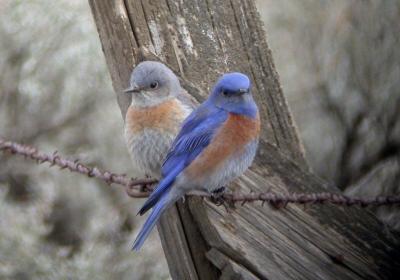u46/photon180/medium/29949872.WesternBluebirdPair03042j.jpg