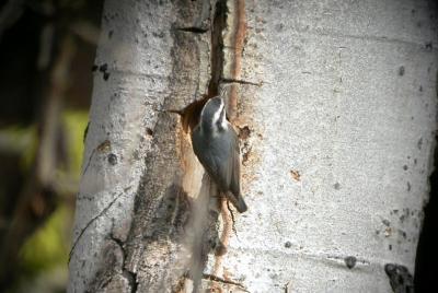 Red Breasted Nuthatch-Middle Fork Ahtanum Creek   0404-2j