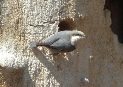 Pygmy Nuthatch-Umtanum Road   0404-3j