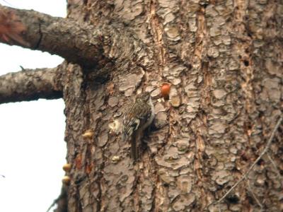 Brown Creeper-Little Bald Mountain Road   0504-1j