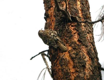 Brown Creeper-Little Bald Mountain Road   0504-2j