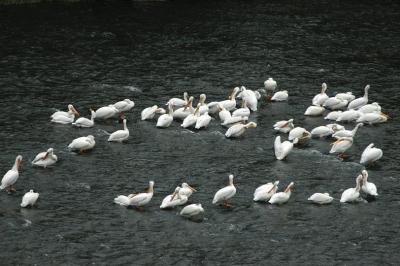 White Pelicans 0504-9j   Yakima River
