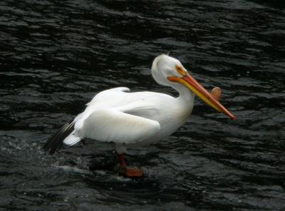 White Pelican 0504-8j   Yakima River