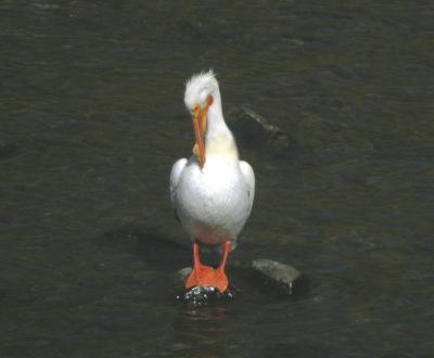 White Pelican 0504-1j  Yakima River
