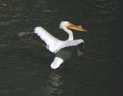 White pelican 0504-5j  Yakima River