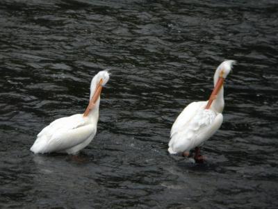 White Pelicans 0504-6j  Yakima River