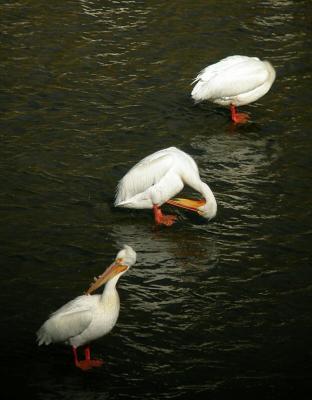 White Pelicans 0504-3j  Yakima River