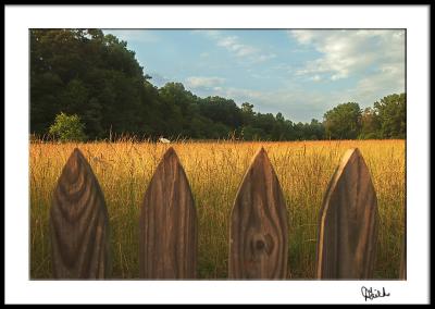 Evening Pasture Through Fence