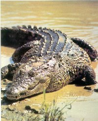 Sahara crocodile
