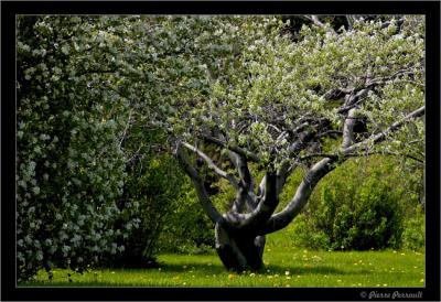 Jardin Botanique