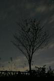 Lonely Tree