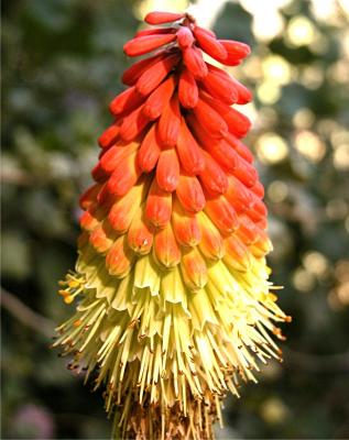 Red Hot Poker ...