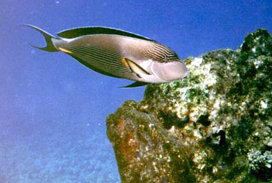 Arabian surgeonfish- Red Sea 2004 #21.jpg