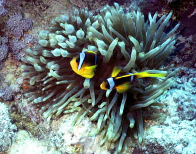 Clownfish- Red Sea 2004 #15.jpg