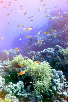 Red Sea 2004 #17.jpg