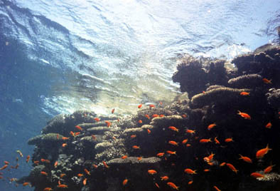 Red Sea 2004 #14.jpg