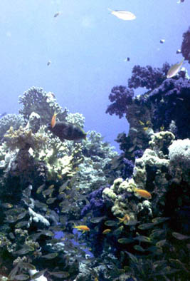 Red Sea 2004 #16.jpg