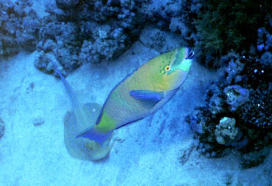 Parrotfish & Ray- Red Sea 2004 #18.jpg