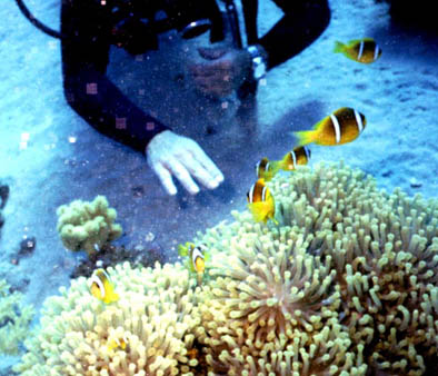 Clown fish- Red Sea 2004 #19.jpg