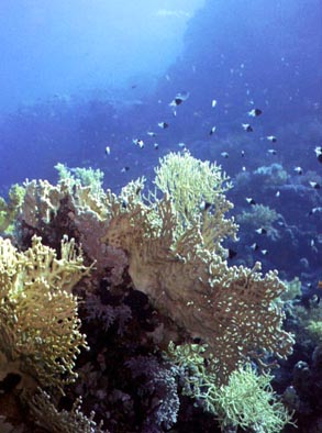 Damselfish & Coral- Red Sea 2004.jpg