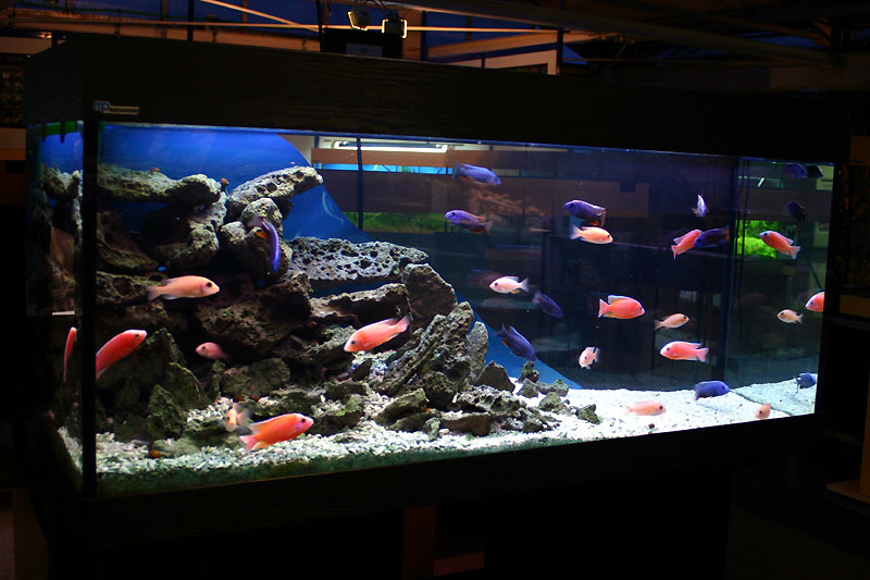 5 month after set up - a little bit style and fish change